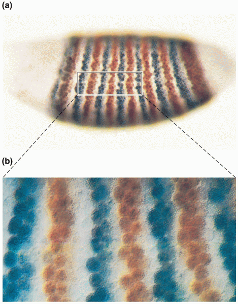 Stripe pattern of pair-rule gene expression in a Drosophila embryo