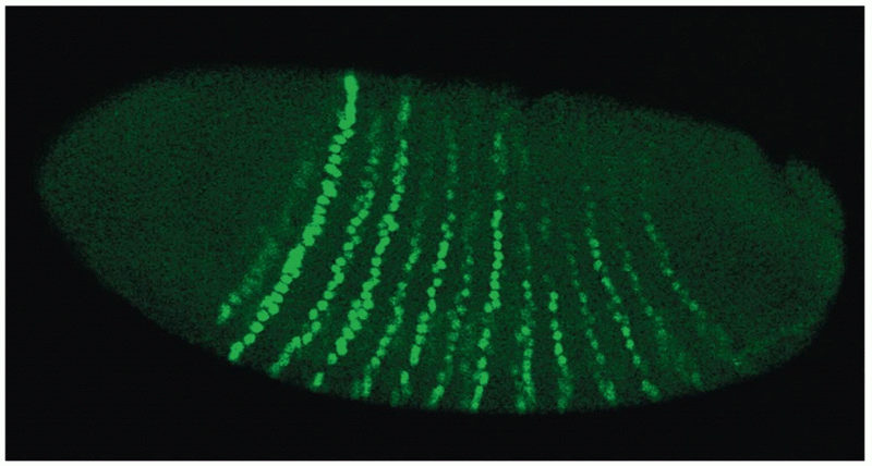 The 14 stripes of expression of the segment in a Drosophila embryo