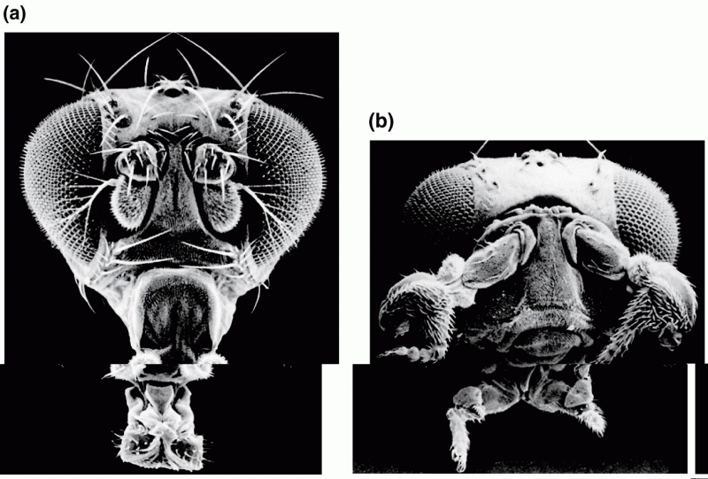 Antennapedia (Antp) mutation in Drosophila