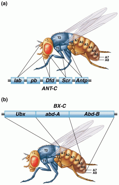 Genes of the Antennapedia complex and the adult structures they specify