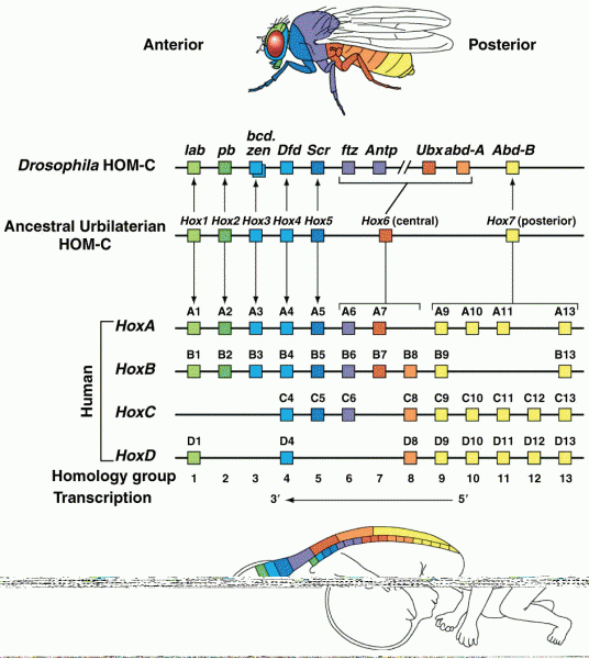 Conservation of organization and patterns of expression in Hox genes