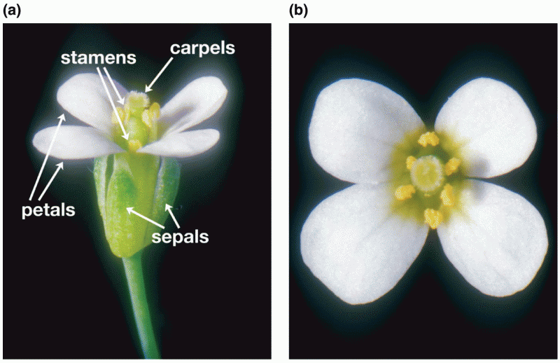 Parts of the Arabidopsis flower