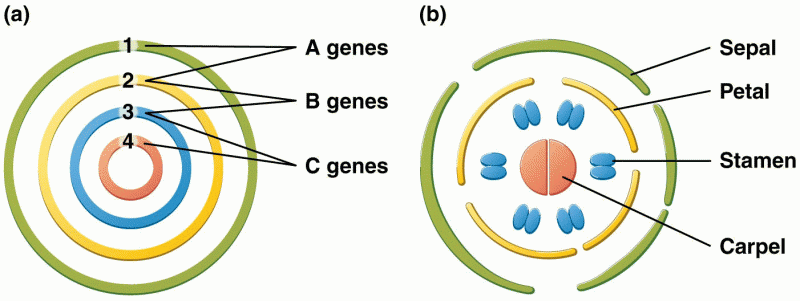 Cell arrangement in the floral meristem