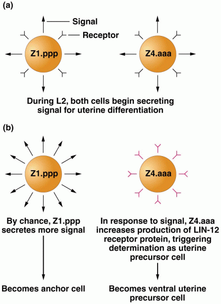 Cell–cell interaction in anchor cell determination