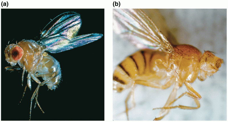 Normal compound eye of adult Drosophila