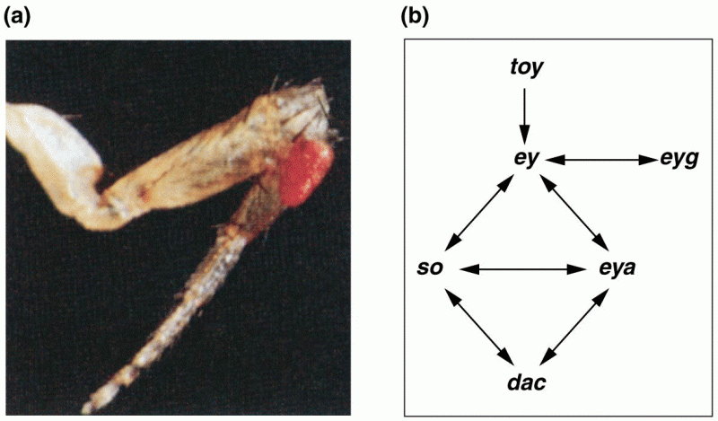  Eye formation on the leg of a fly