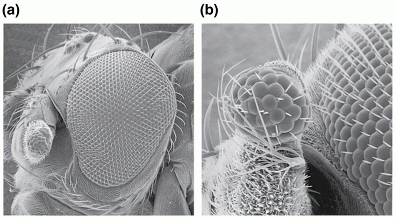 Eye formation on the antenna