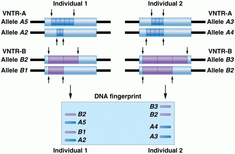 DNA fingerprint at two VNTR loci for two individuals