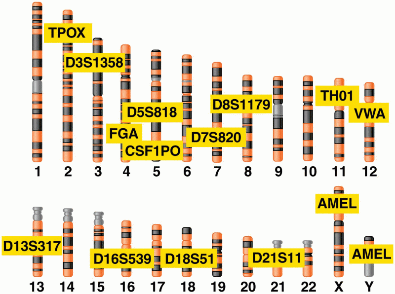 Chromosomal positions of the 13 core STR loci used for forensic DNA profiling