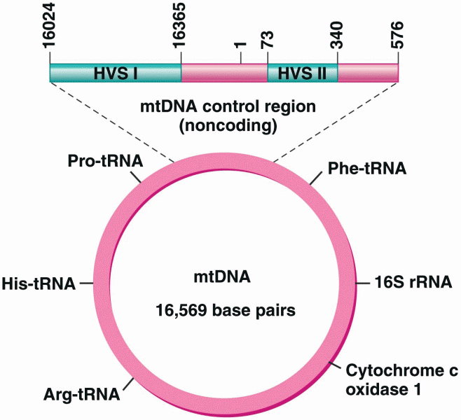 Human mtDNA molecule, showing the locations of HVS I and II regions relative to other mtDNA genes