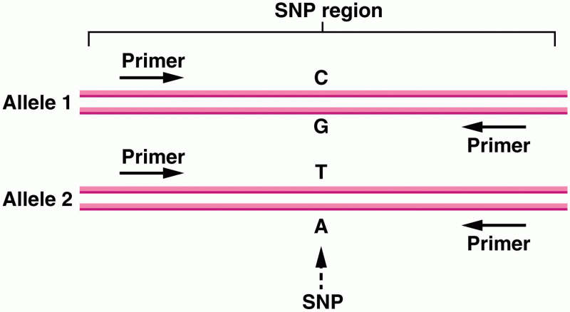Example of a single-nucleotide polymorphism (SNP)