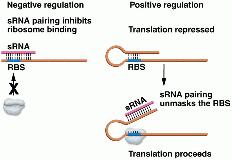 Bacterial small noncoding RNAs regulate gene expression