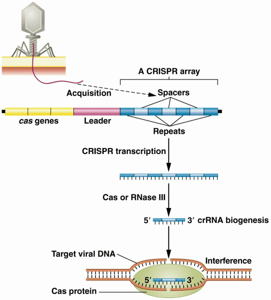 The CRISPR/Cas system mediates an adaptive immune response in prokaryotes