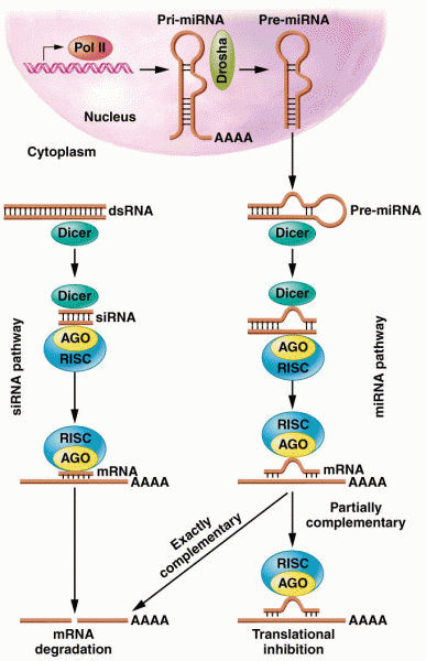 RNA interference pathways