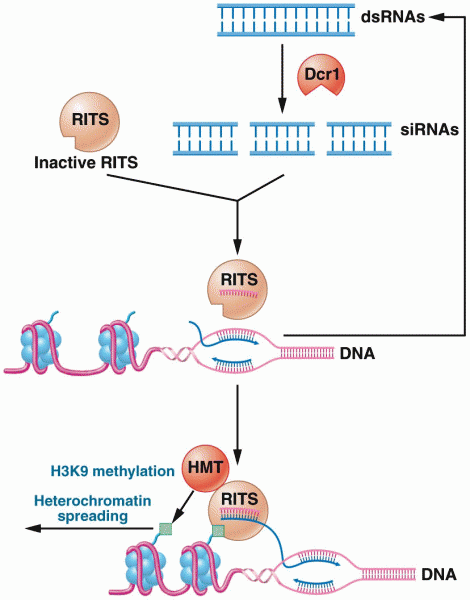 RNA-induced transcriptional silencing