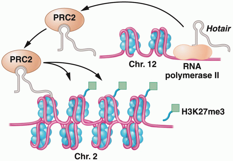 The Hotair long noncoding RNA regulates chromatin
