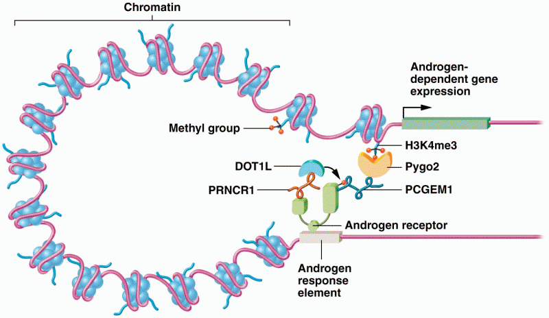 Long noncoding RNAs mediate transcriptional activation