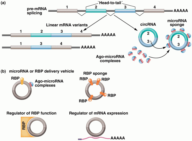 Circular RNAs are microRNA sponges