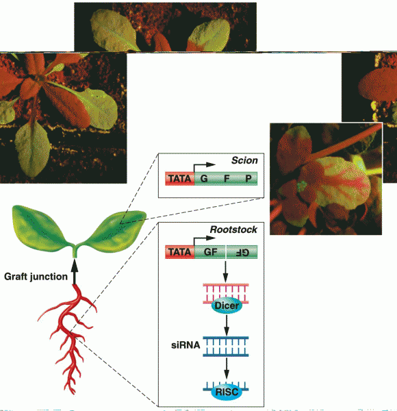 RNAs are transported between cells in plants