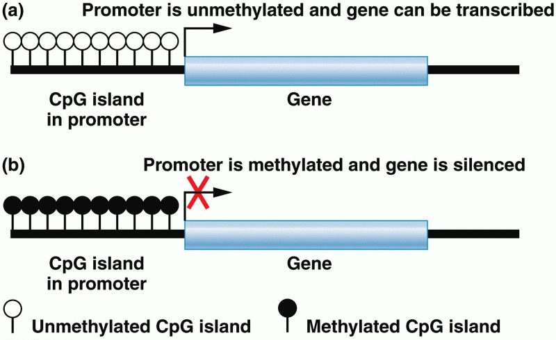 Methylation patterns of CpG dinucleotides
