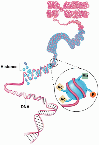 Clusters of histones in nucleosomes have their N-terminal tails