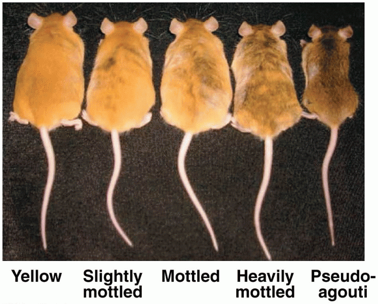 Variable expression of yellow phenotype in mice caused by diet-related epigenetic changes in the gen