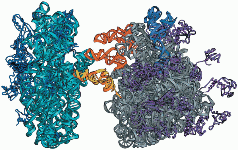 Opener Crystal structure of a Thermus thermophilus