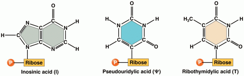 Ribonucleotides containing unusual nitrogenous bases are found in transfer RNA