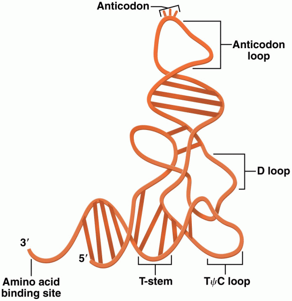 A three-dimensional model of transfer RNA