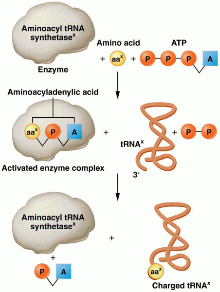 Steps involved in charging tRNA