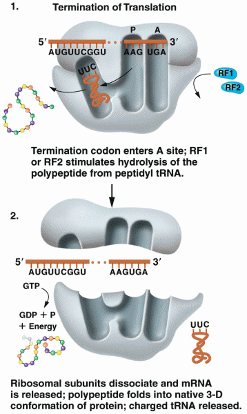 Termination of the process of translation