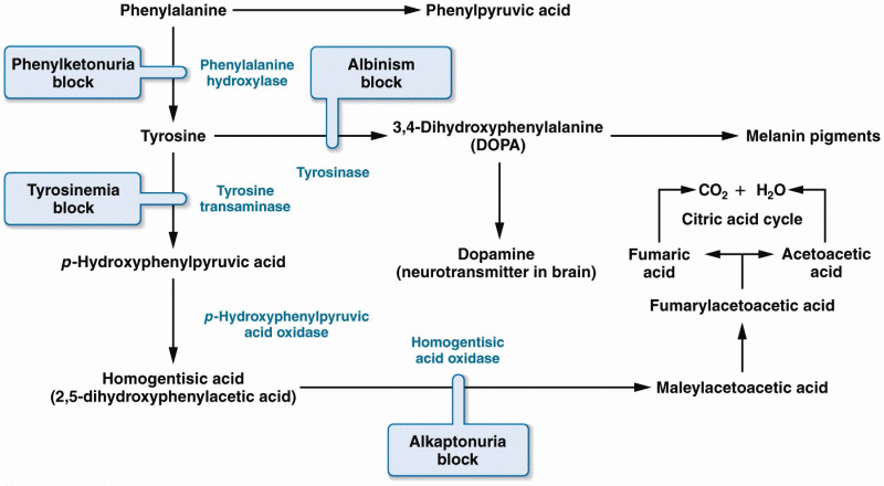 Metabolic pathway involving phenylalanine and tyrosine