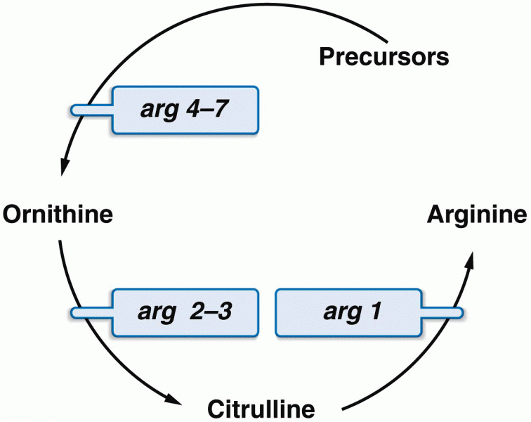 Abbreviated pathway describing the biosynthesis of arginine in Neurospora