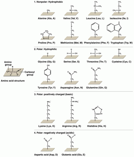 Chemical structures and designations of the 20 amino acids 