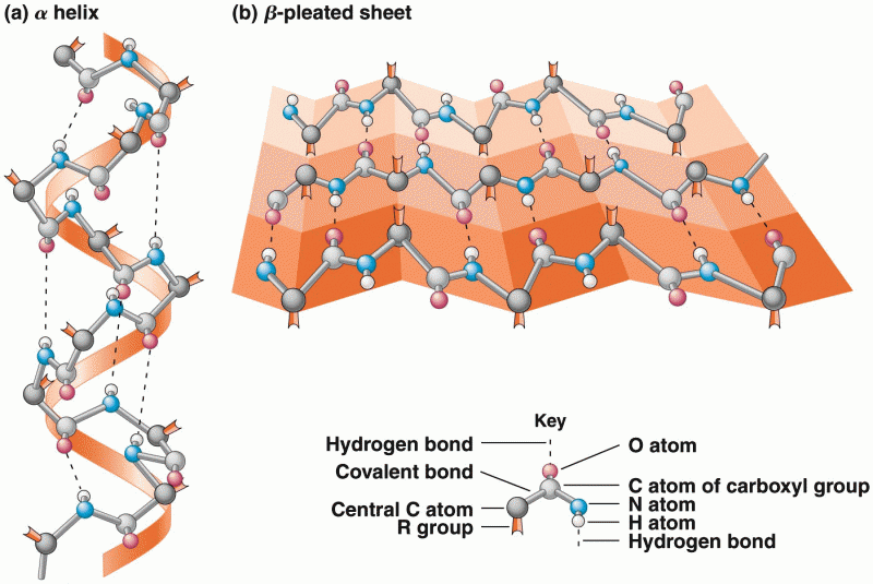 Structure of polypeptide chains