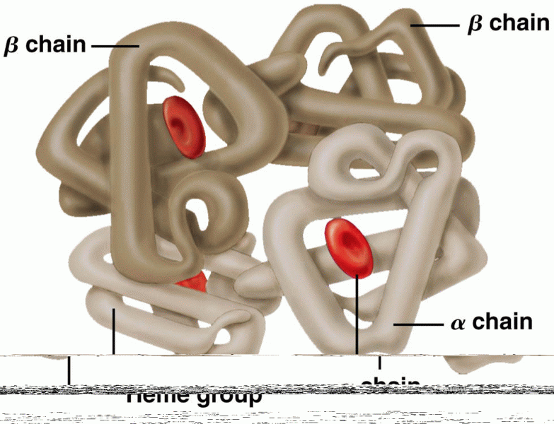 The quaternary level of protein structure as seen in hemoglobin