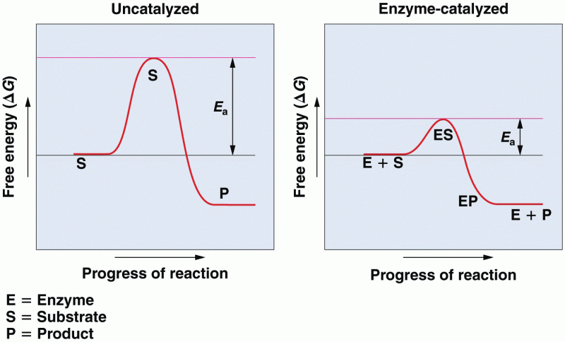 Energy requirements of an uncatalyzed versus an enzymatically catalyzed chemical reaction
