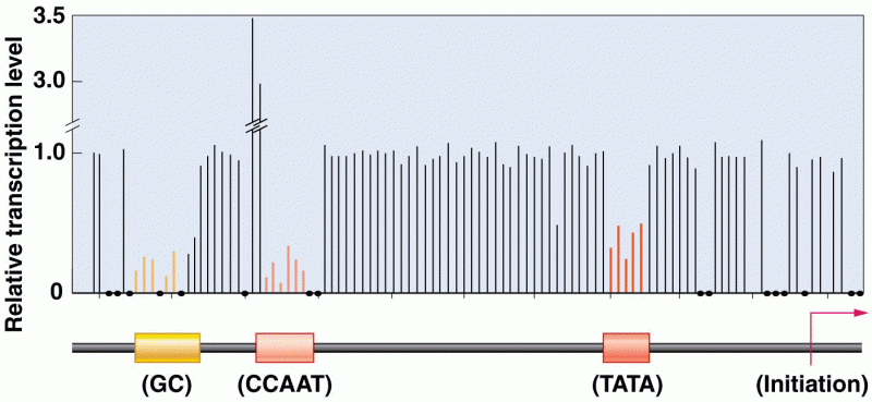 Summary of the effects on transcription levels of different point mutations