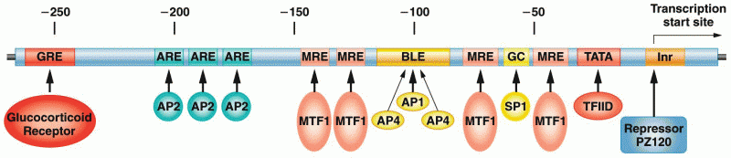 The human metallothionein IIA gene promoter