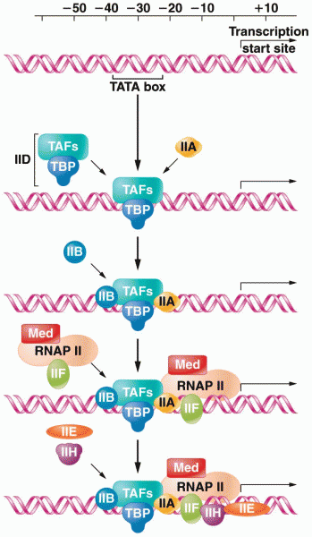 The assembly of general transcription factors required for the initiation of transcription by RNAP I