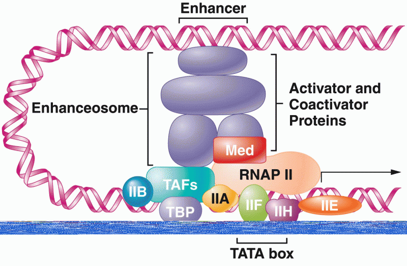 Formation of a DNA loop allows factors that bind to an enhancer or silencer