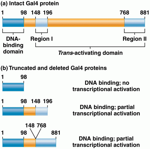 Structure and function of the Gal4p activator