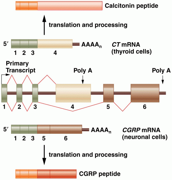 Alternative splicing of the CT/CGRP gene transcript