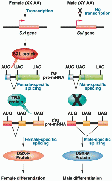 Regulation of pre-mRNA splicing that determines male and female sexual 