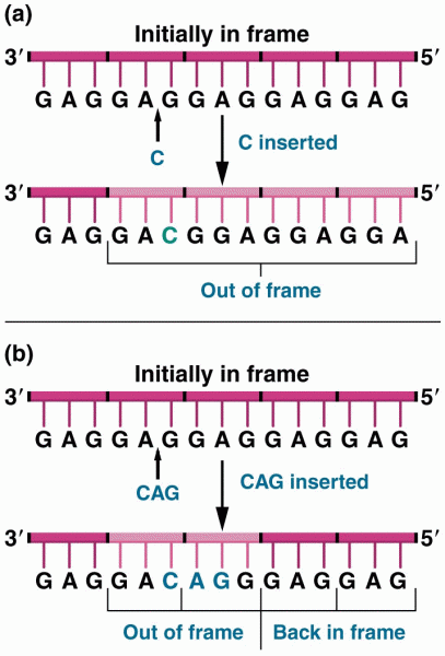 The effect of frameshift mutations on a DNA sequence repeating the triplet sequence GAG