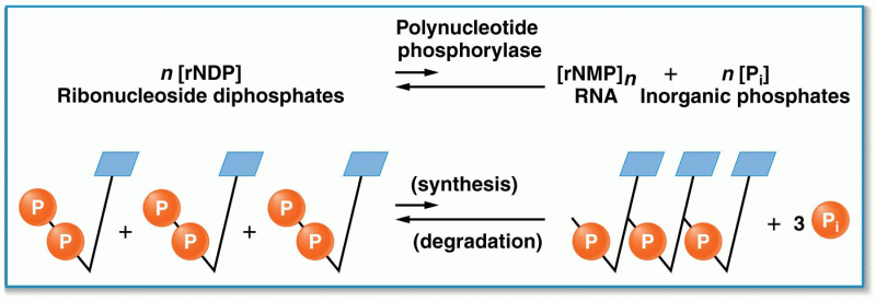 The reaction catalyzed by the enzyme polynucleotide phosphorylase