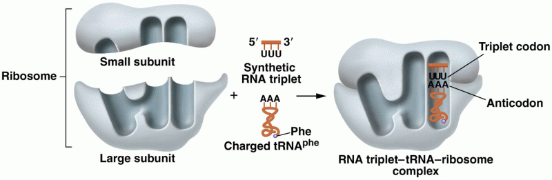 The behavior of the components during the triplet-binding assay