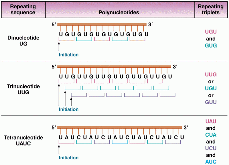 The conversion of di-, tri-, and tetranucleotides into repeating copolymers