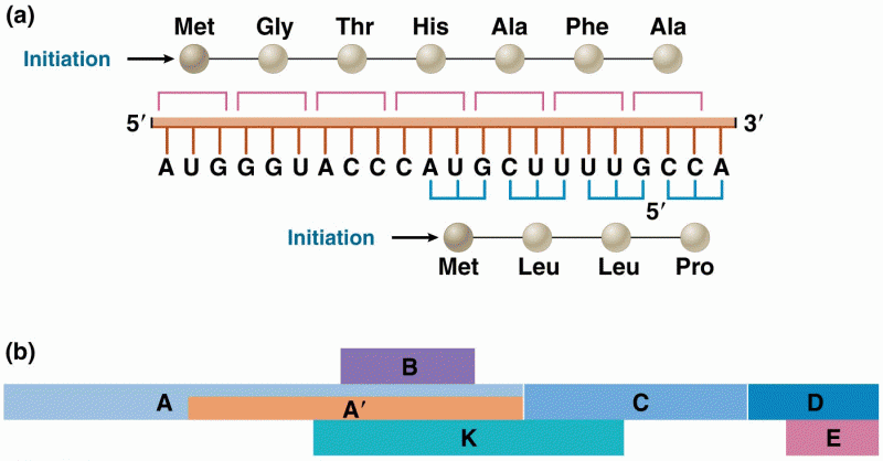 Illustration of the concept of overlapping genes