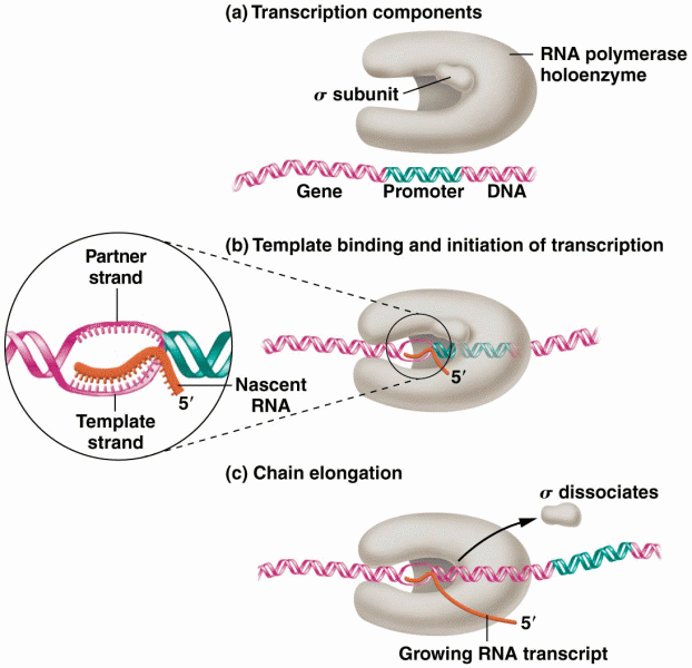 The early stages of transcription in prokaryotes